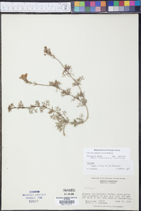 Glandularia pulchella image