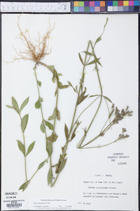 Verbena brasiliensis image