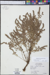 Verbena bracteata image