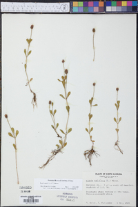 Phyla nodiflora image