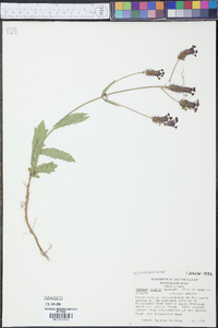 Verbena rigida image