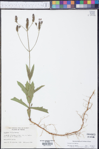 Verbena rigida image