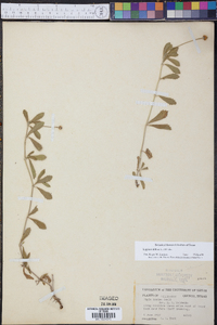 Phyla nodiflora image