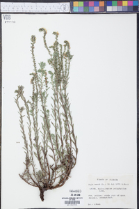 Heliotropium polyphyllum image