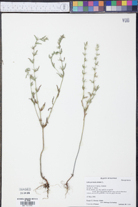 Buglossoides arvensis image