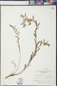 Buglossoides arvensis image