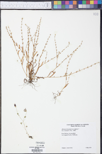 Allocarya bracteata image