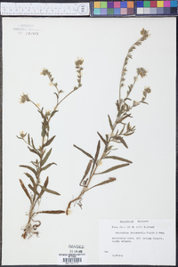 Amsinckia intermedia image