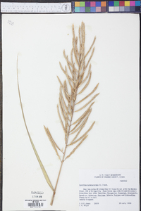 Spartina cynosuroides image