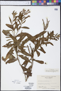 Heliotropium anchusifolium image