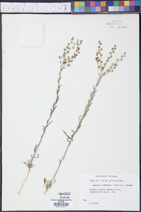 Lappula occidentalis var. occidentalis image