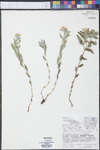 Lithospermum canescens image