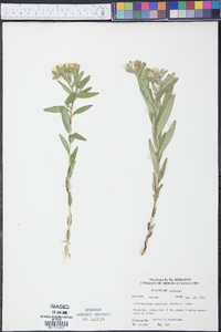 Lithospermum canescens image