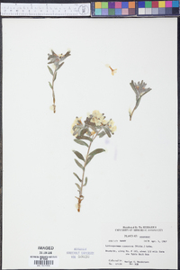 Lithospermum canescens image