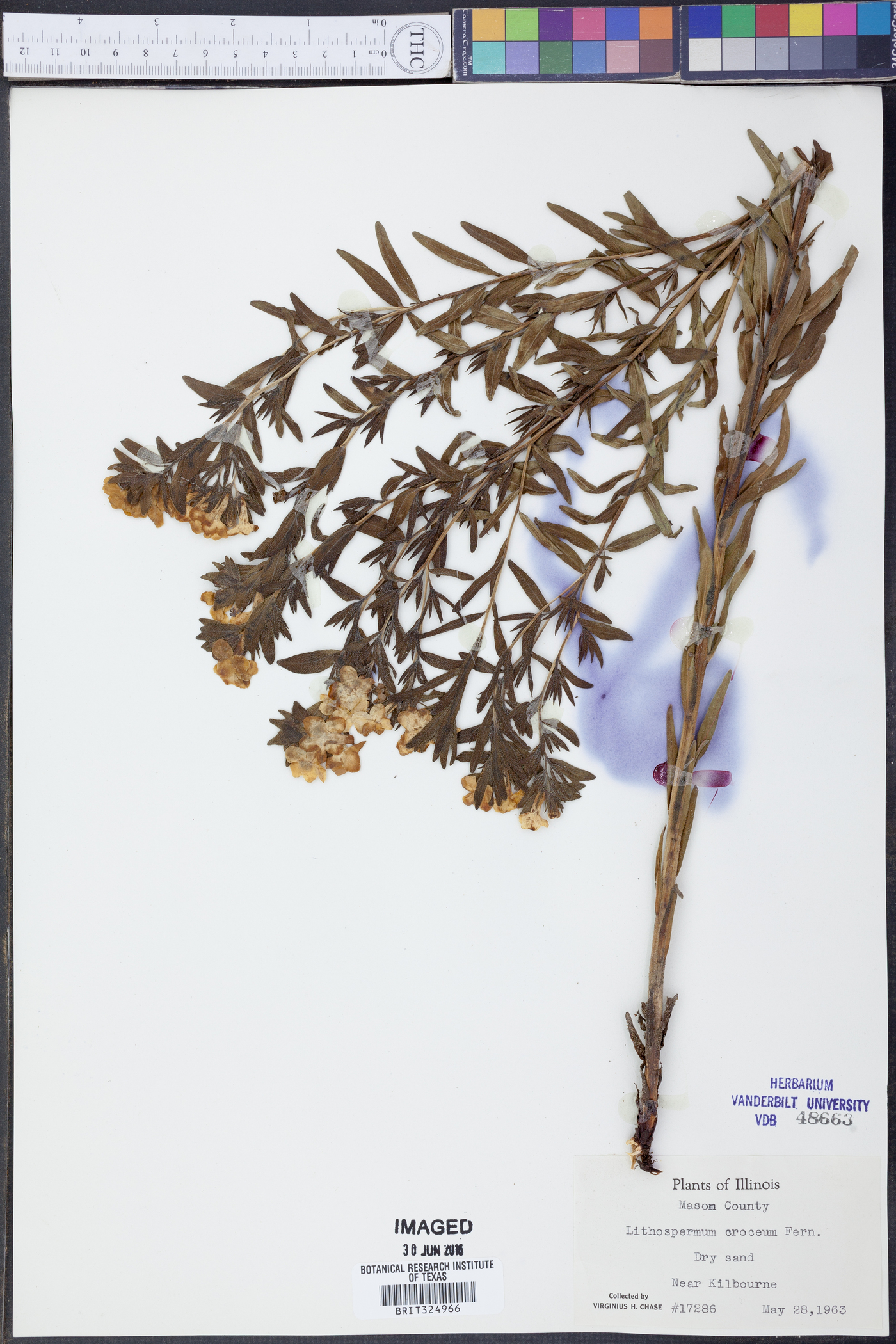Lithospermum croceum image
