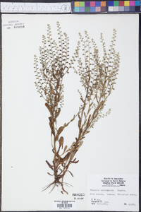 Myosotis macrosperma image