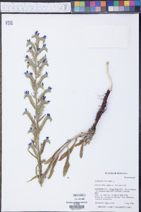 Echium vulgare image