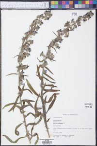 Echium vulgare image