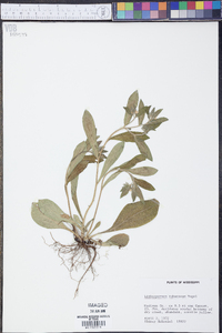 Lithospermum tuberosum image