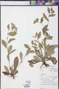 Lithospermum tuberosum image