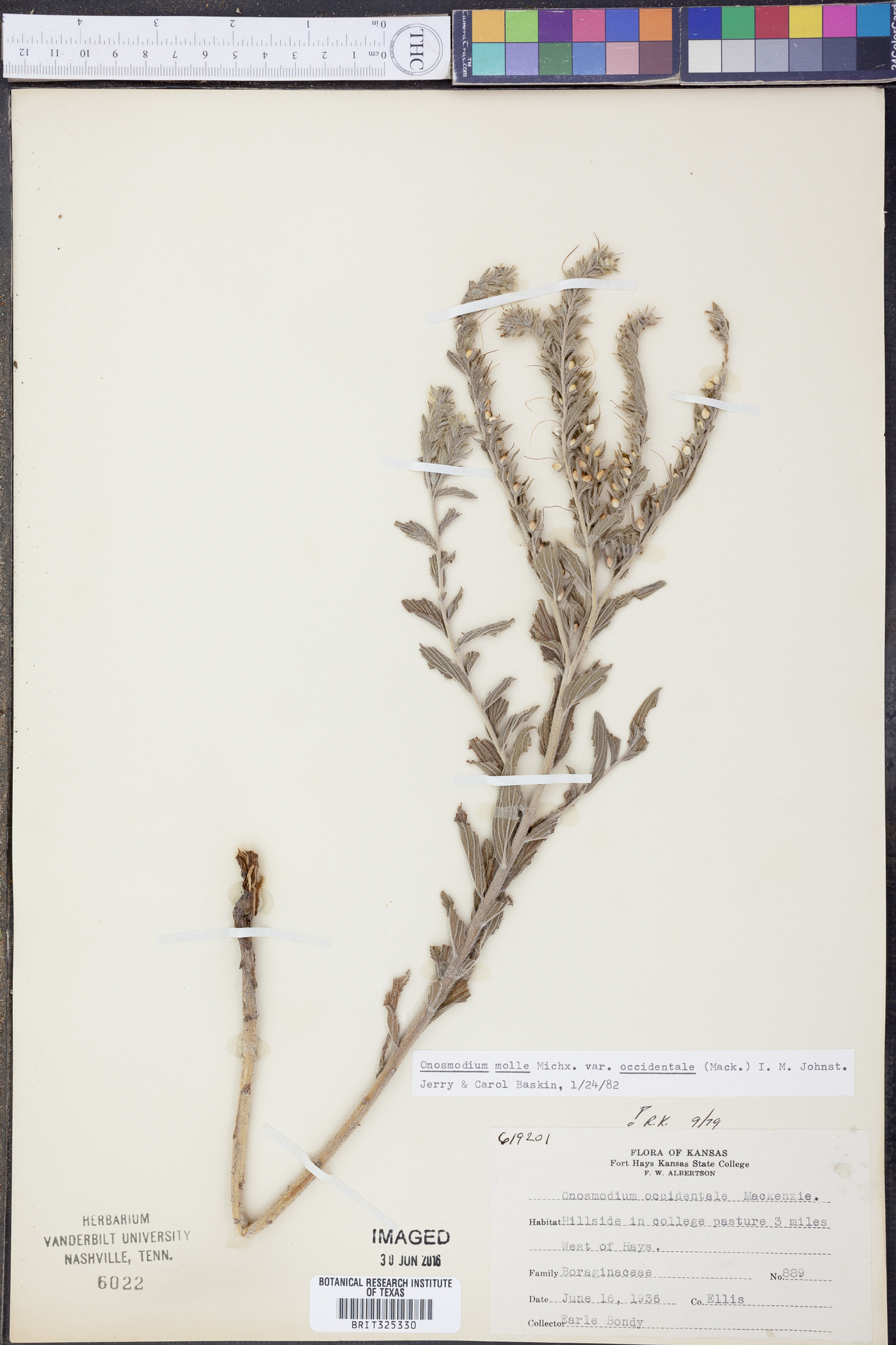 Lithospermum occidentale image