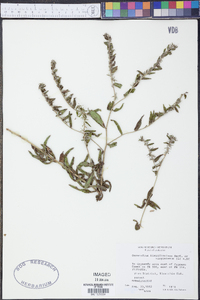 Onosmodium hispidissimum image