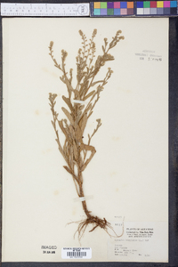 Myosotis verna image