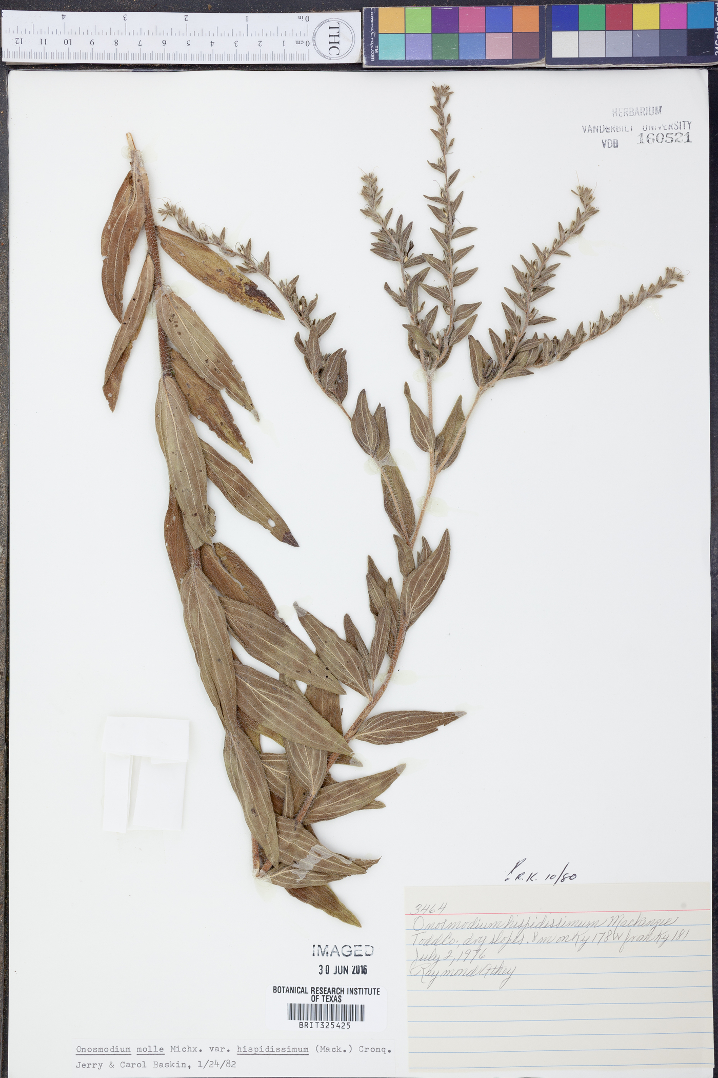 Lithospermum parviflorum image
