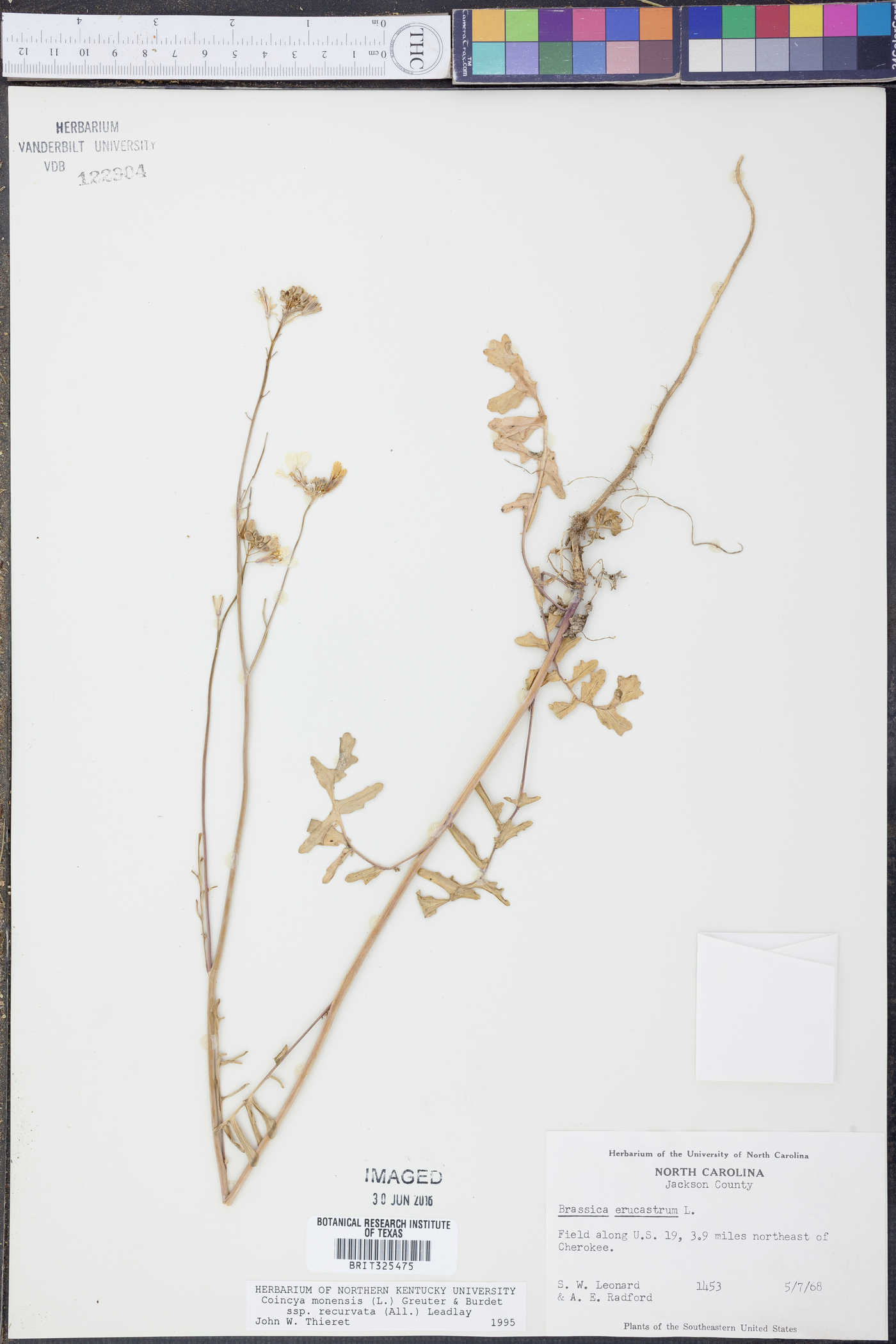 Coincya monensis subsp. recurvata image