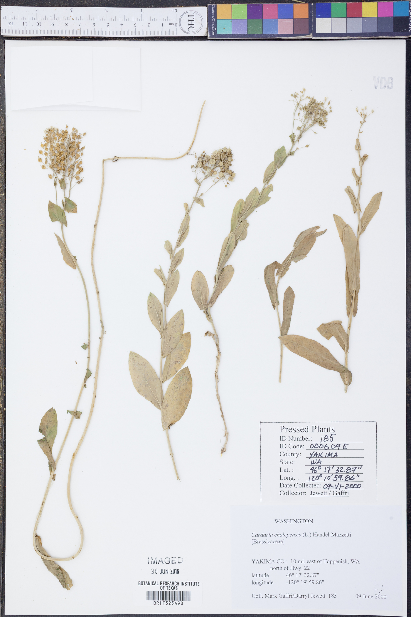 Lepidium chalepense image