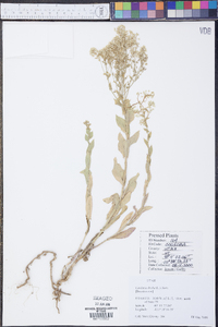 Lepidium draba image