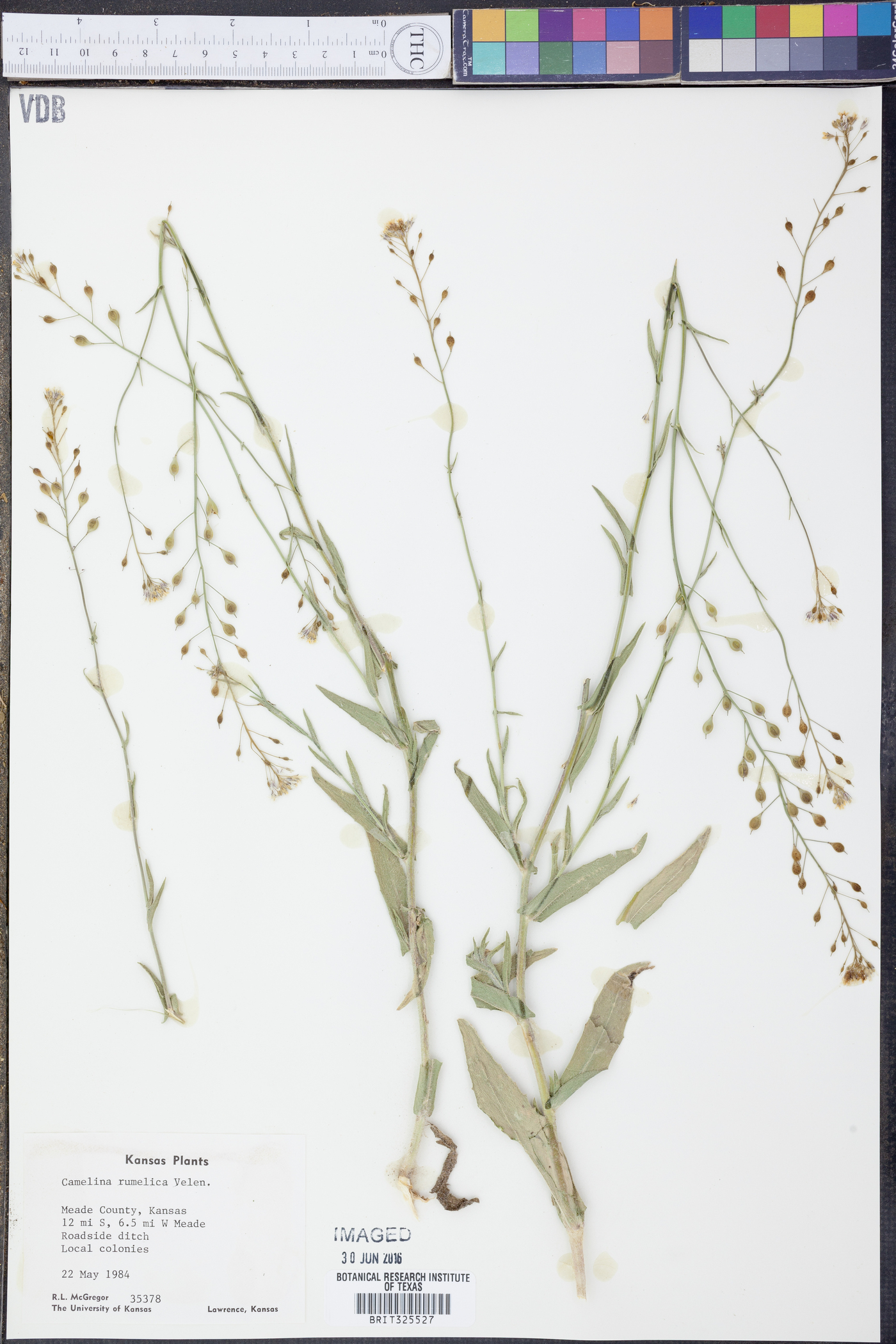 Camelina rumelica image