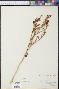 Cakile edentula subsp. edentula image