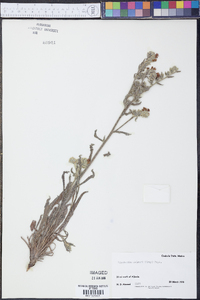 Cryptantha palmeri image