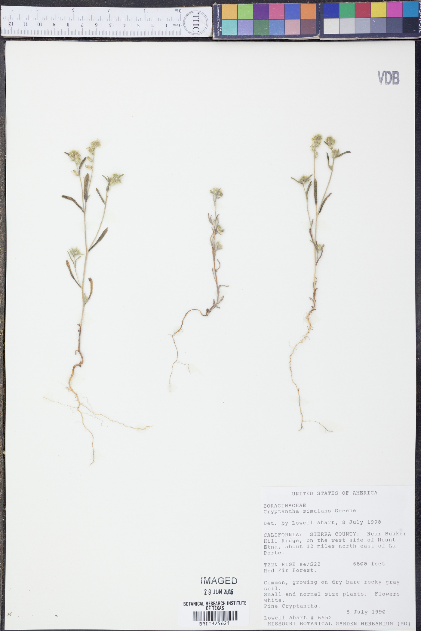 Cryptantha simulans image