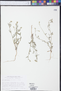 Cryptantha watsonii image