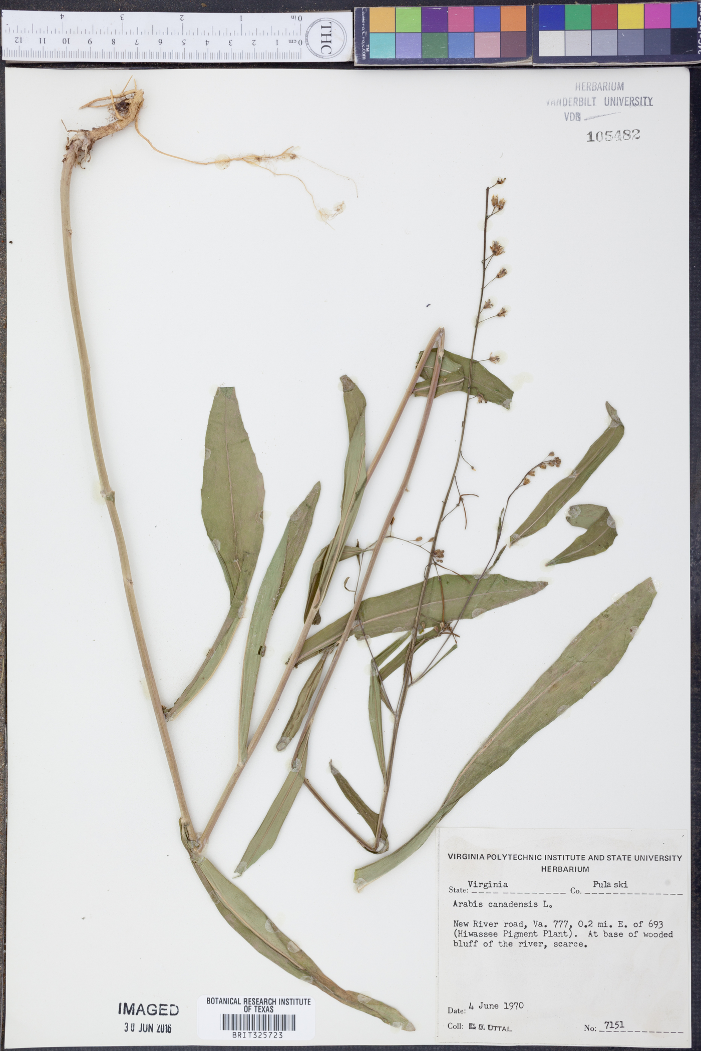 Borodinia canadensis image