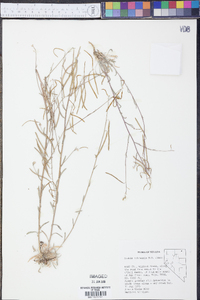 Arabis cobrensis image