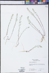 Alyssum alyssoides image