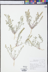 Alyssum desertorum image