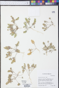 Alyssum desertorum image