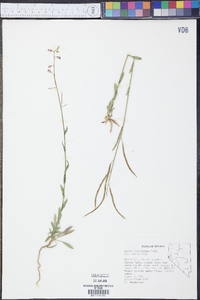 Arabis rigidissima var. demota image