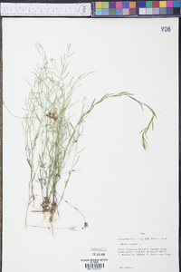 Arabidopsis lyrata image