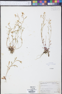 Arabidopsis lyrata image