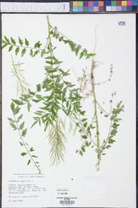 Cardamine impatiens image