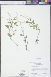 Cardamine longii image