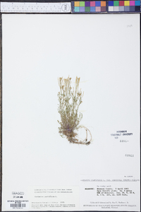Cardamine parviflora image