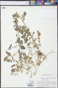 Cardamine clematitis image