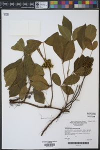 Toxicodendron pubescens image