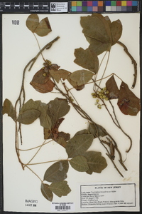 Toxicodendron pubescens image